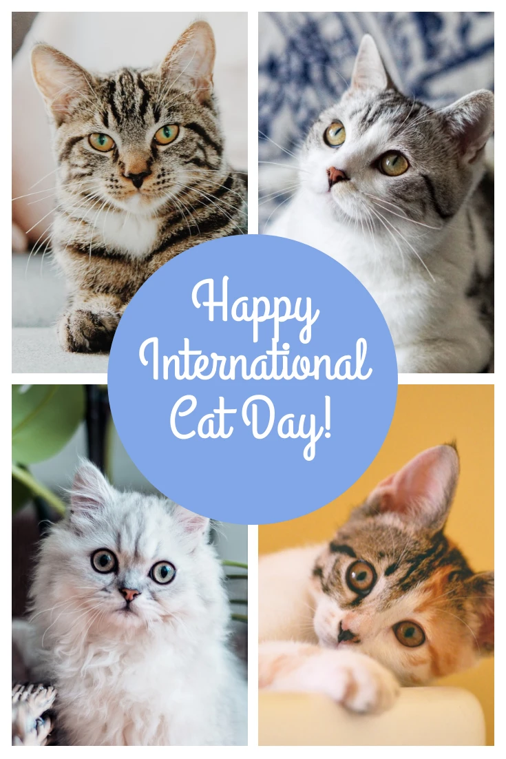 Collage Cat Day Pinterest Post Venngage