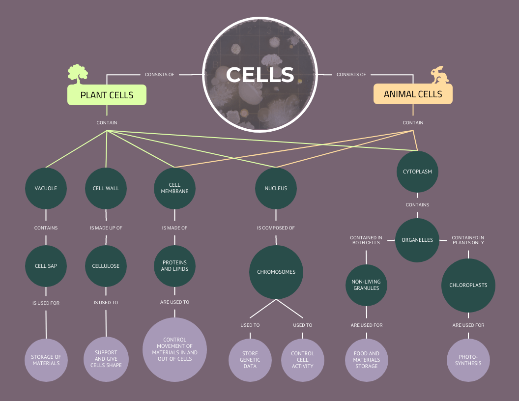 concept map example