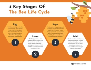 premium  Template: Infografía de las 4 etapas clave del ciclo de vida de las abejas