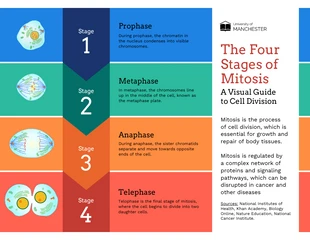Free  Template: Les quatre étapes de la mitose : Un guide visuel de la division cellulaire