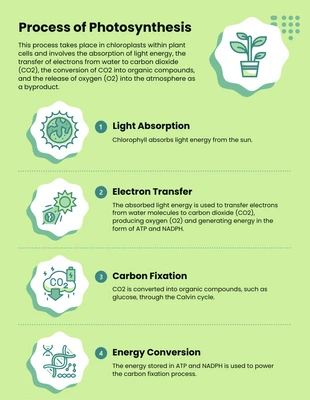 premium  Template: Infográfico de biologia da fotossíntese verde