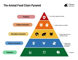 Free  Template: Modello di grafico a piramide della catena alimentare animale