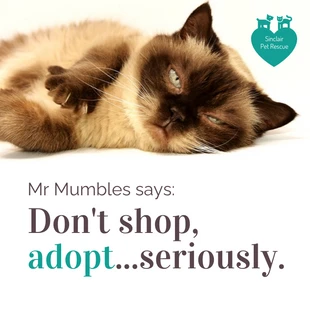 Free  Template: Nonprofit Pet Adoption Instagram
