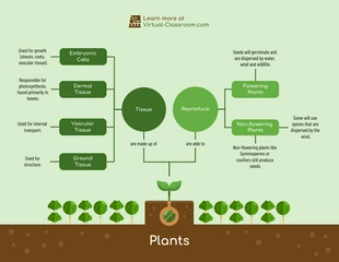 premium  Template: Mapa conceptual de la biología de las plantas verdes