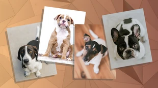 premium  Template: En-tête de blog d'animal de compagnie de photo de chien