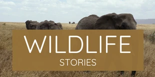 Free  Template: Wildlife Stories 