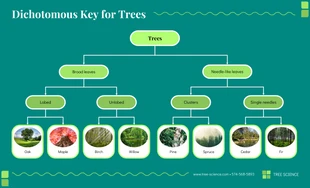 premium  Template: Grüner dichotomer Schlüssel für Bäume