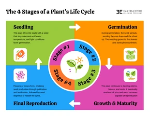 Free  Template: Infográfico do ciclo de vida das plantas