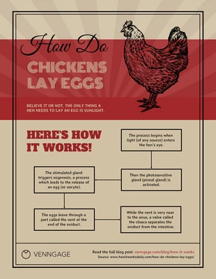 Free  Template: كيف يضع الدجاج البيض