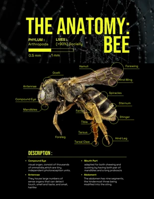 Free  Template: Schwarzes und hellgrünes Poster zur Insektenanatomie