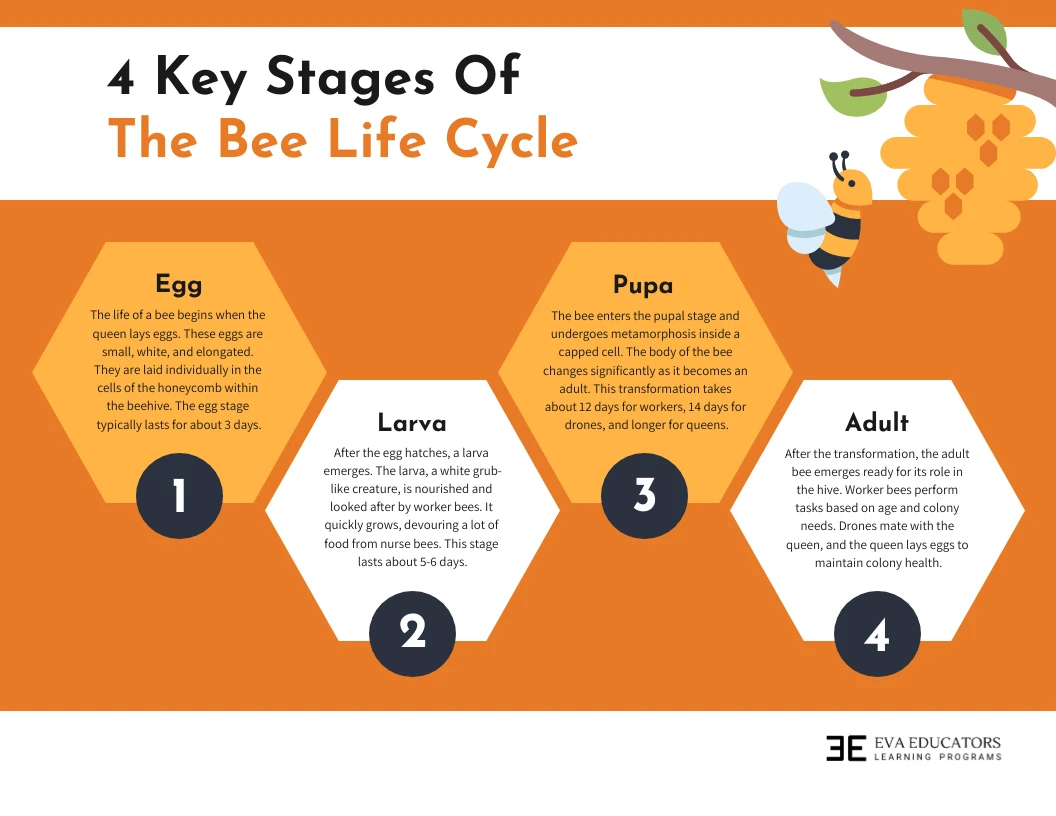 Infográfico Dos Quatro Principais Estágios Do Ciclo De Vida Das Abelhas Venngage 3714