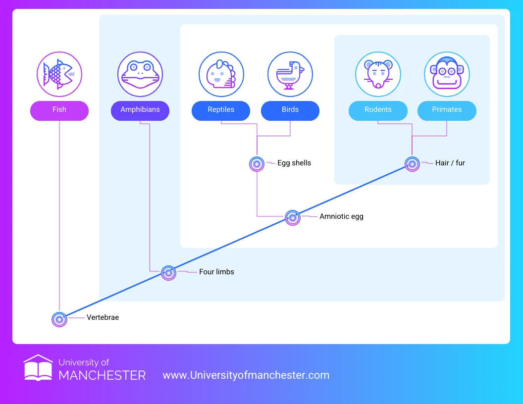 Editable Cladogram Diagram Template - Venngage