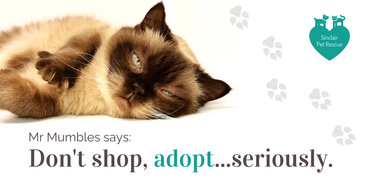 Nonprofit Pet Adoption Facebook Post Venngage
