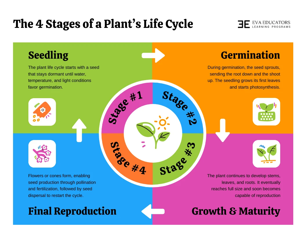 Plant Life Cycle Circle Infographic - Venngage