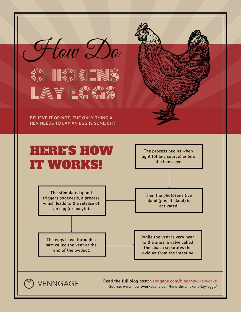 How Do Chickens Lay Eggs Flowchart Diagram Template - Venngage