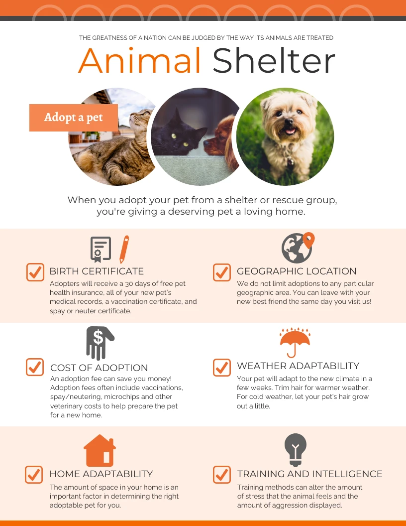 Why Animal Shelter Euthanasia Is Rising