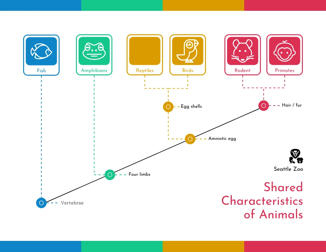 Online Cladogram Template - Venngage