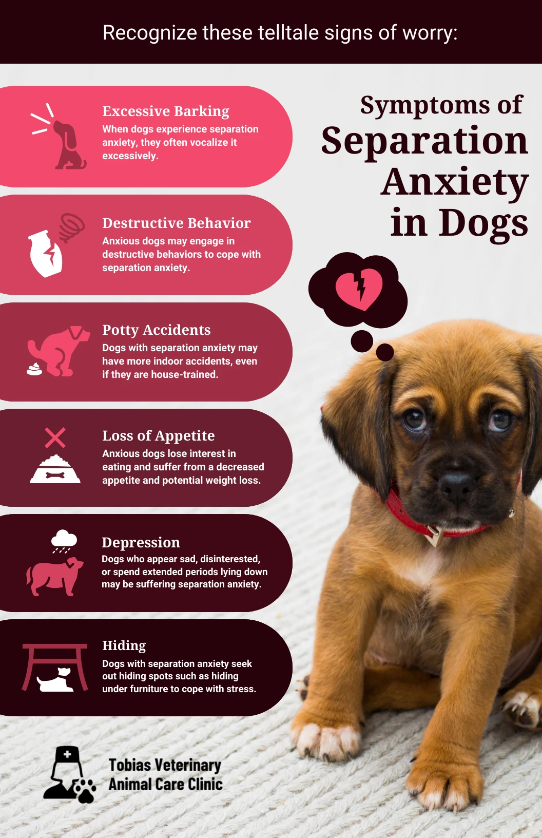 Treating Separation Anxiety in Dogs