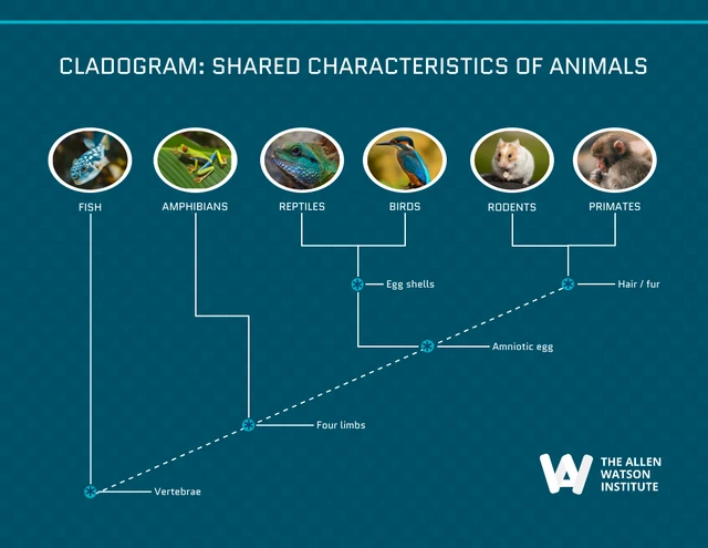 Editable Cladogram Examples template