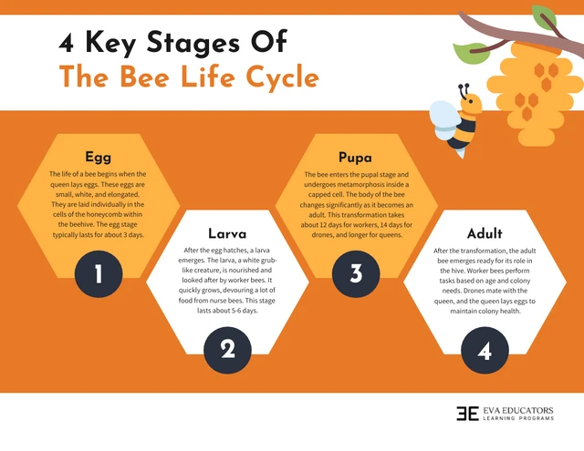 Modello infografico sulle 4 fasi chiave del ciclo di vita delle api