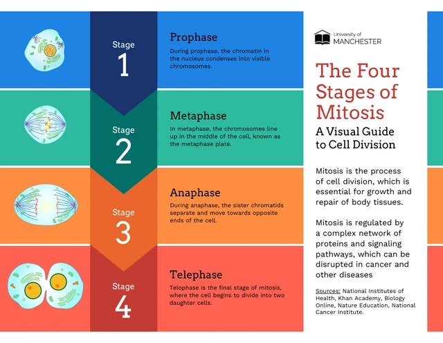 Die vier Stadien der Mitose: Ein visueller Leitfaden zur Zellteilung