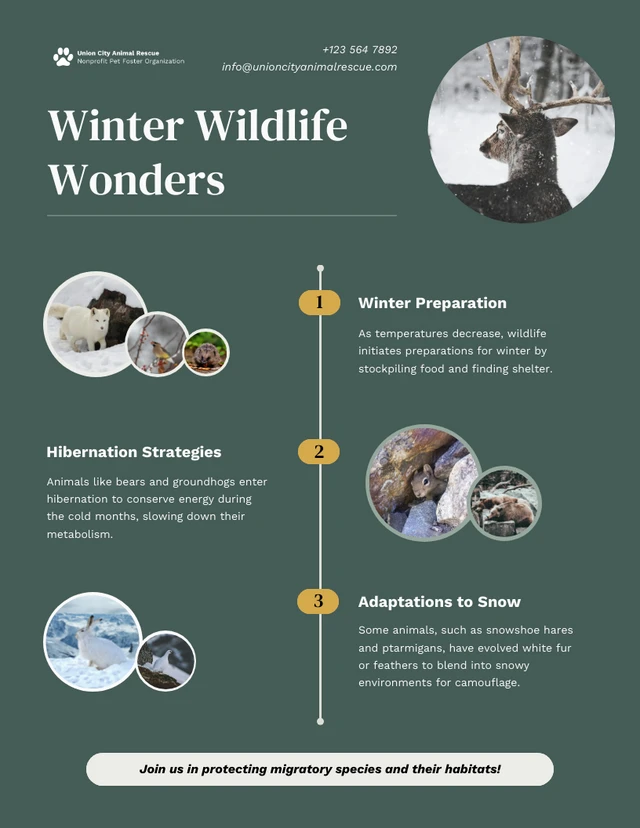 Plantilla infográfica sobre las maravillas de la vida silvestre invernal