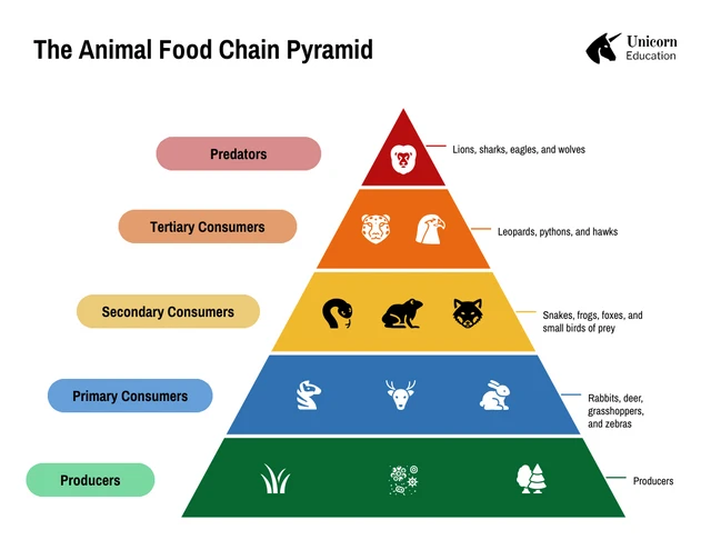 Animal Food Chain Pyramid Chart Template