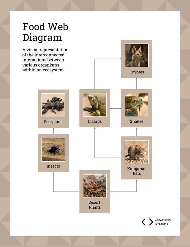 Photo Food Web In A Desert Ecosystem Template