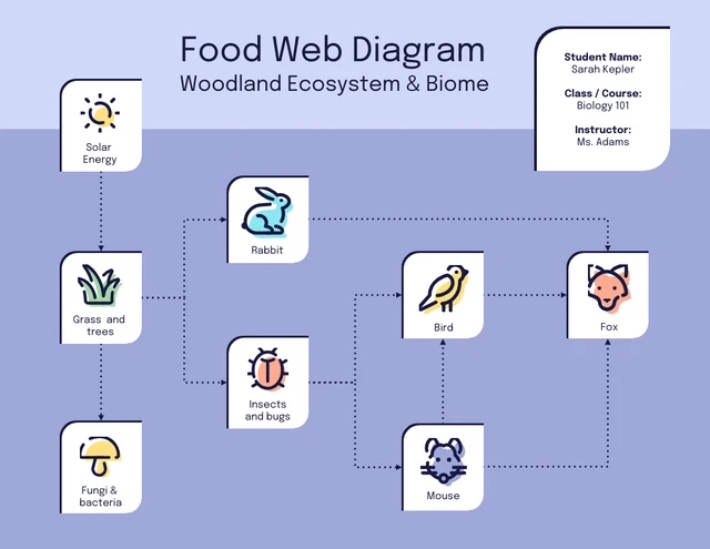 Iconic Forest Biome Food Web Diagram Template