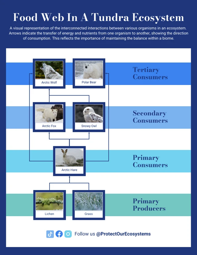 Photo Food Web In A Tundra Ecosystem Template