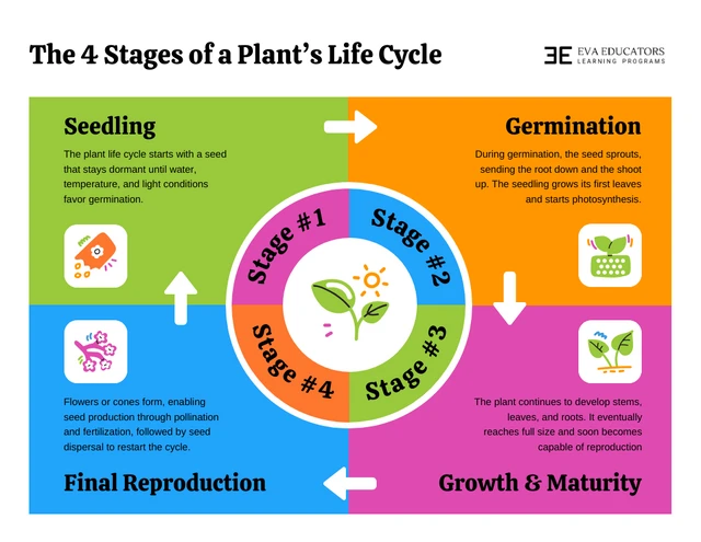 Infográfico do ciclo de vida das plantas Template Modelo de infográfico sobre o ciclo de vida das plantas