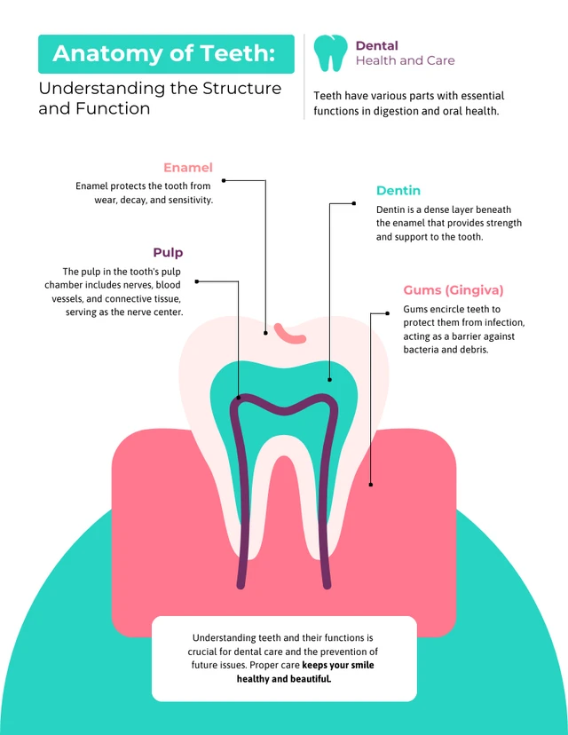 Anatomie der Zähne: Infografik-Vorlage zum Verständnis der Struktur und Funktion