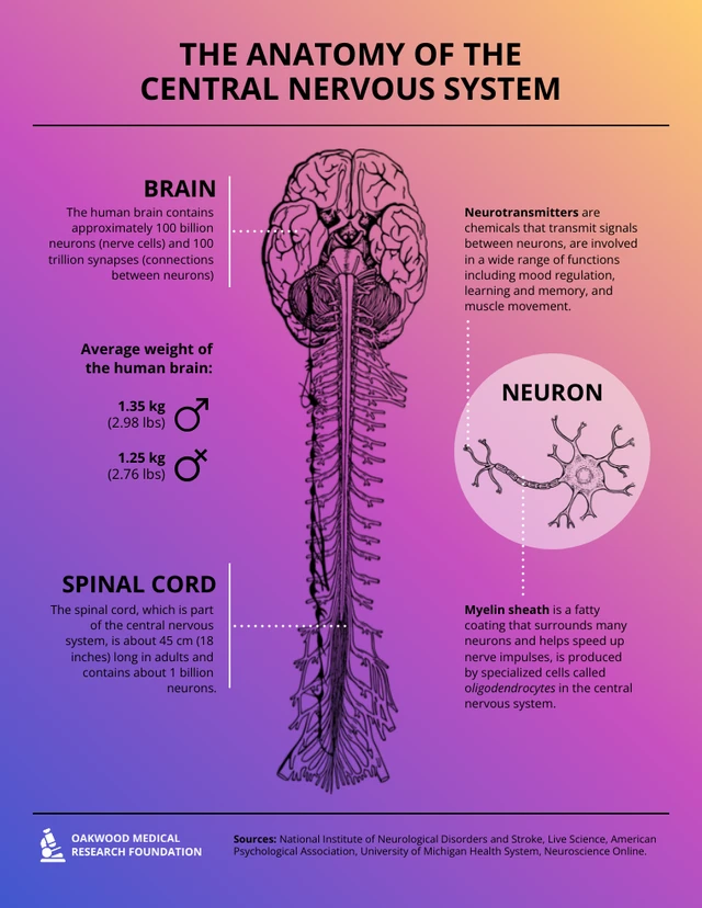 The Anatomy of the Central Nervous System