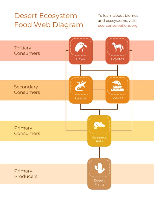 Warm Desert Biome Food Web-Diagrammvorlage