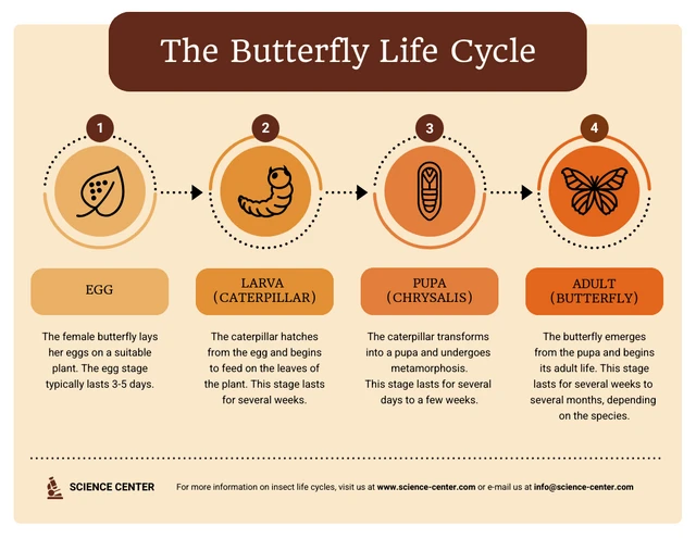 Life Cycle Infographic