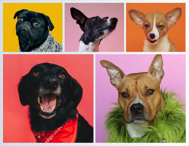 Colorful Grid Photo Collage